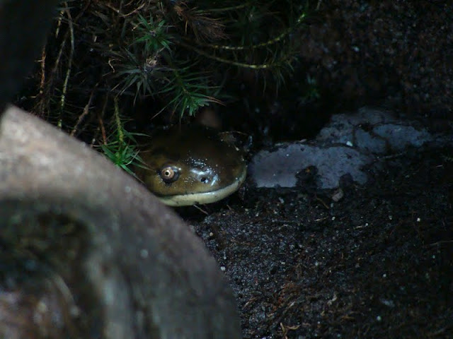 Ambystoma tigrinum