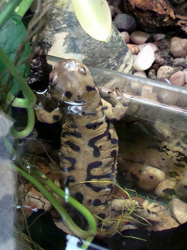 Ambystoma tigrinum