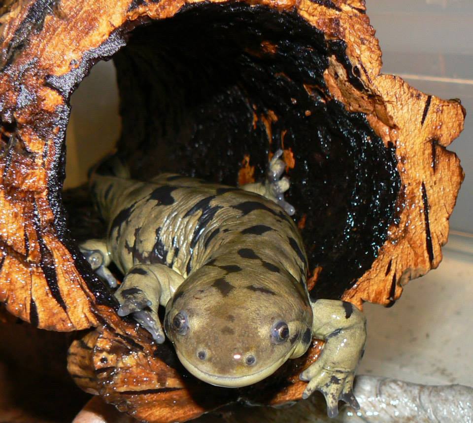 Ambystoma tigrinum