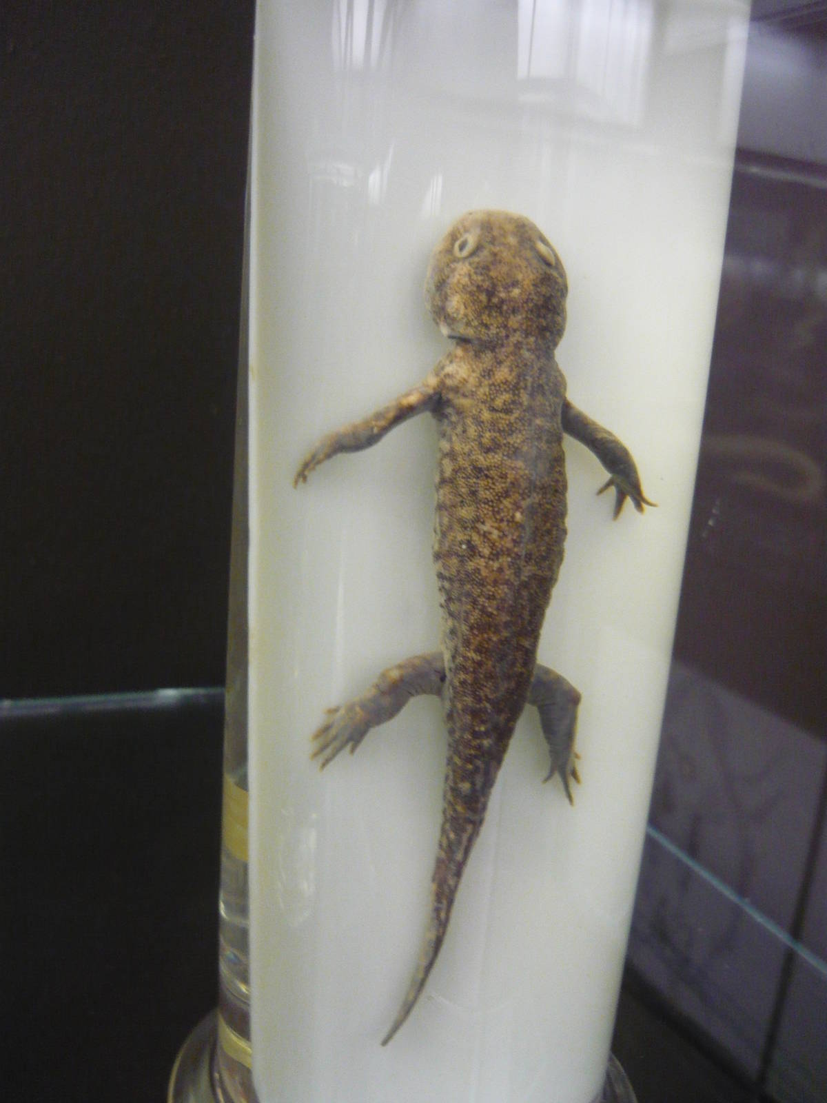 Ambystoma wet specimen