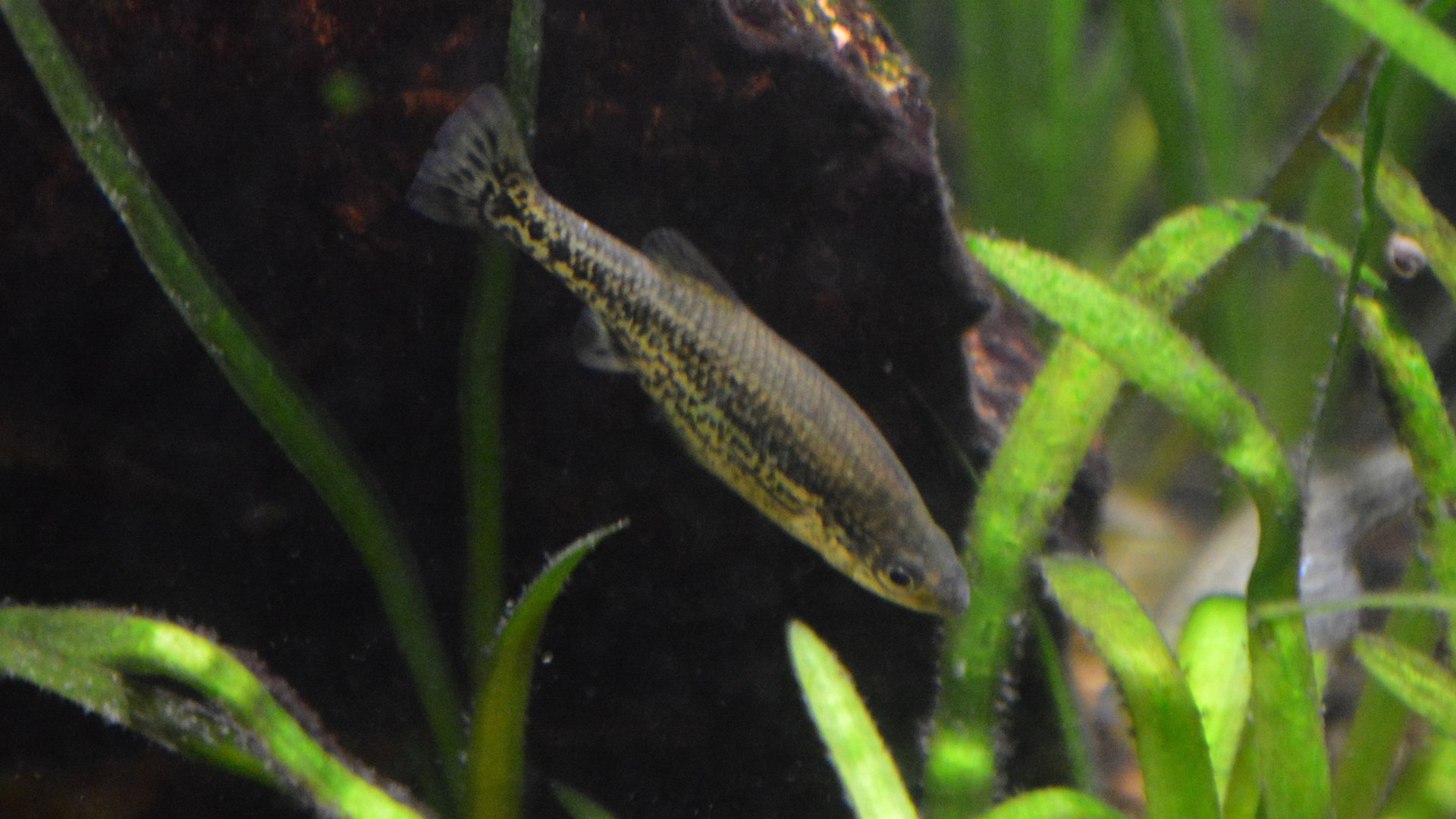 Ameca splendens