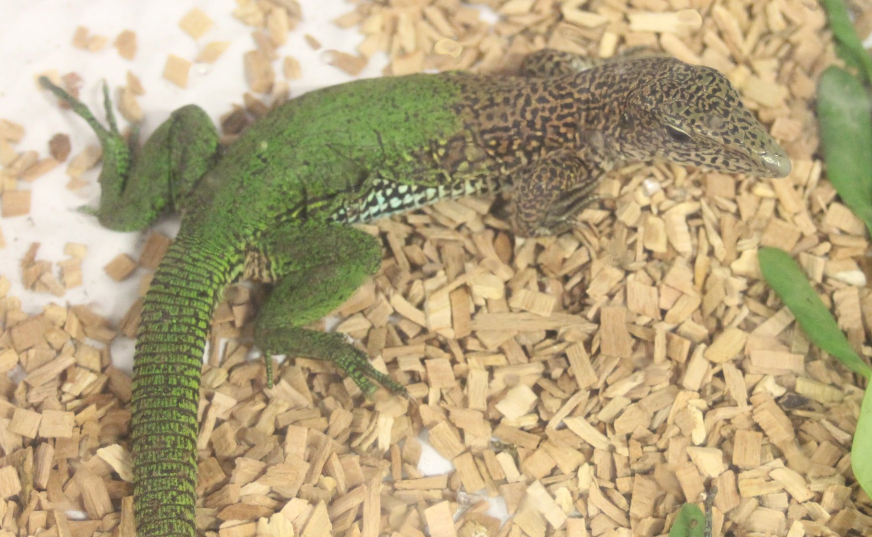 Ameiva amaeiva