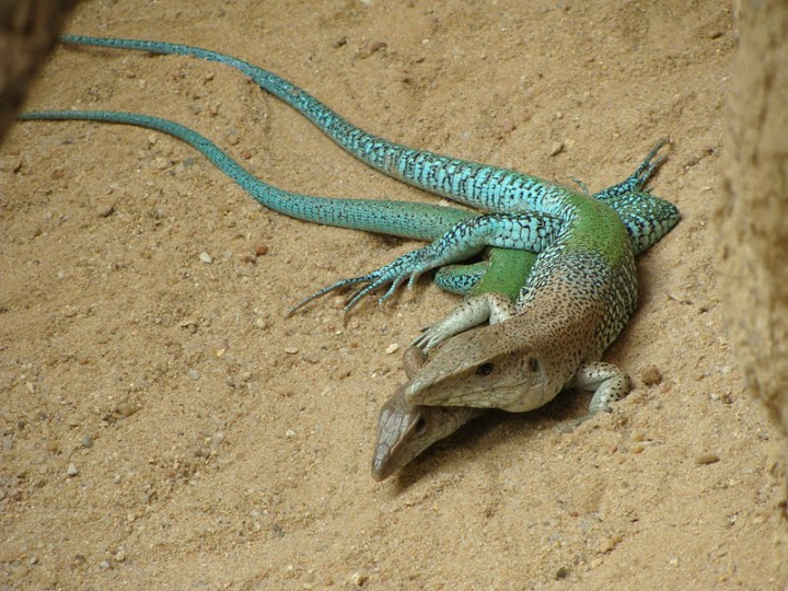 Ameiva ameiva