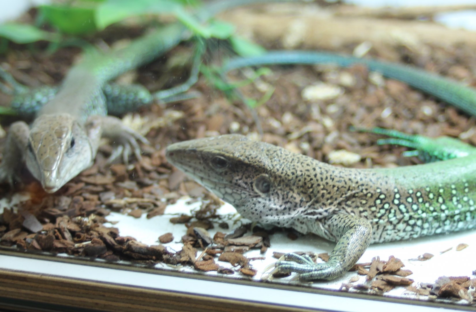 Ameiva ameiva