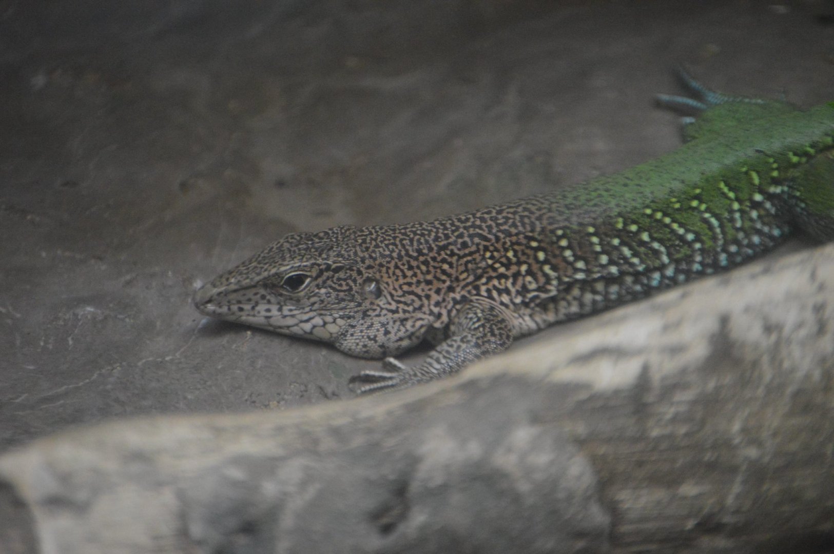 Ameiva ameiva