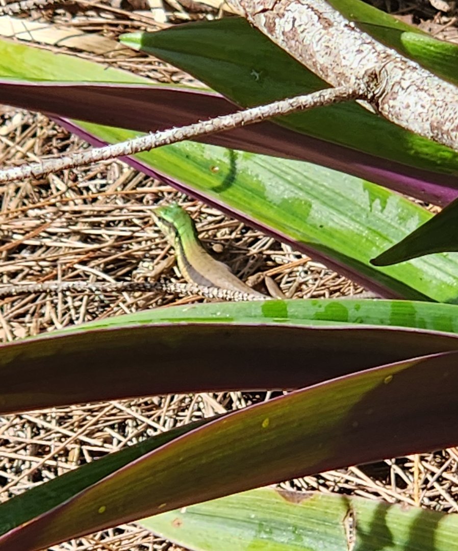 Ameiva juvenile