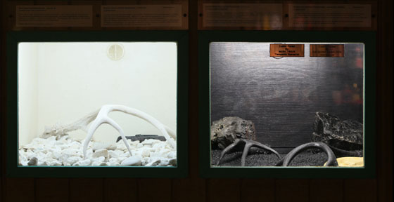 Amelanistic and melanistic diamondbacks