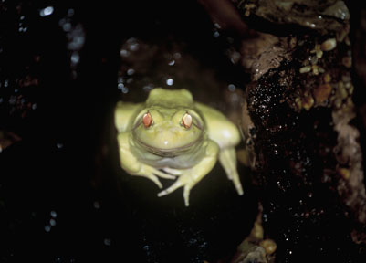 amelanistic bullfrog