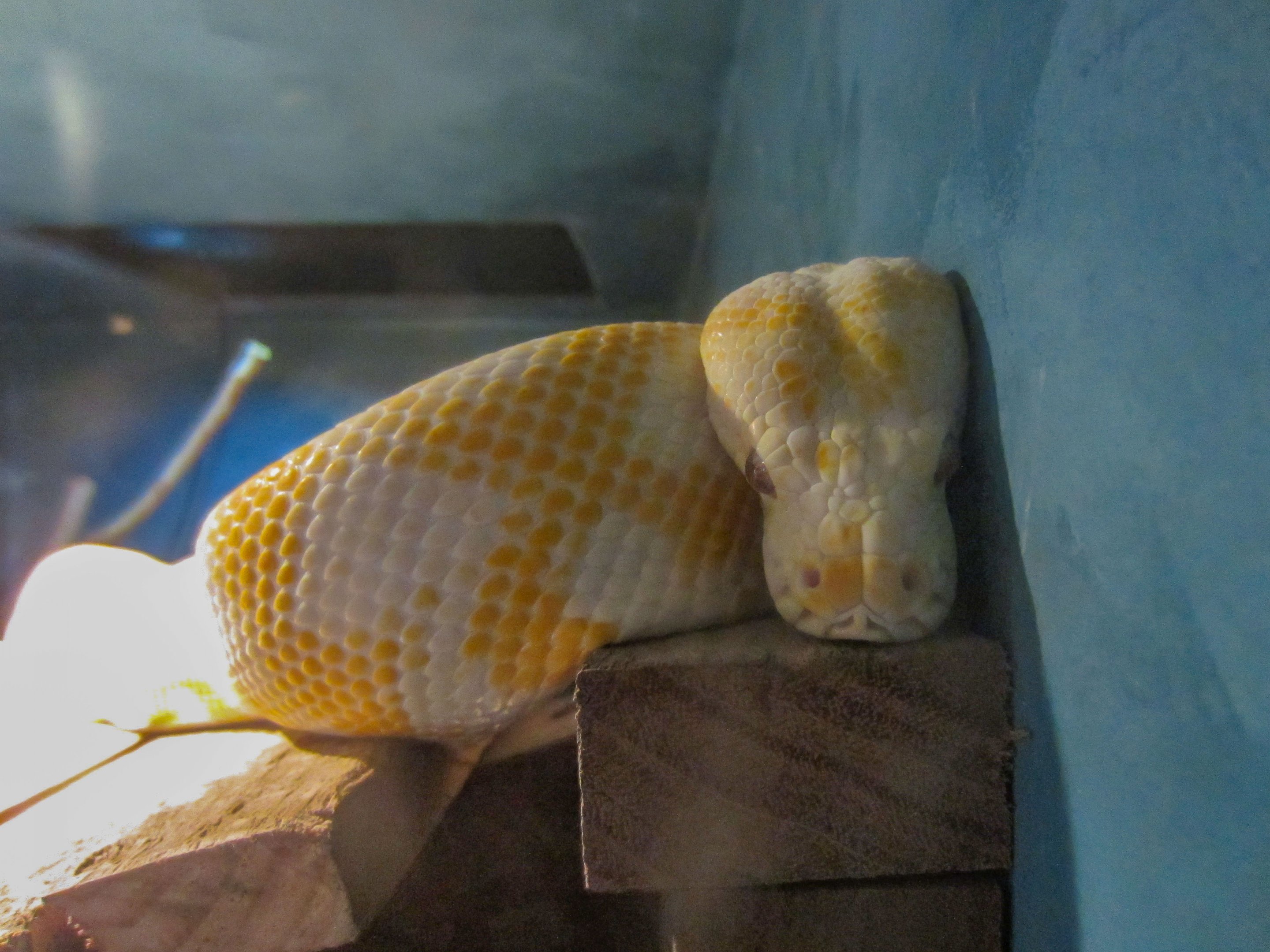 Amelanistic Darwin Carpet Python