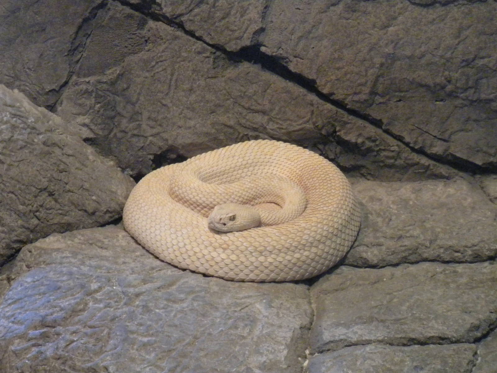 Amelanistic Rattlesnake