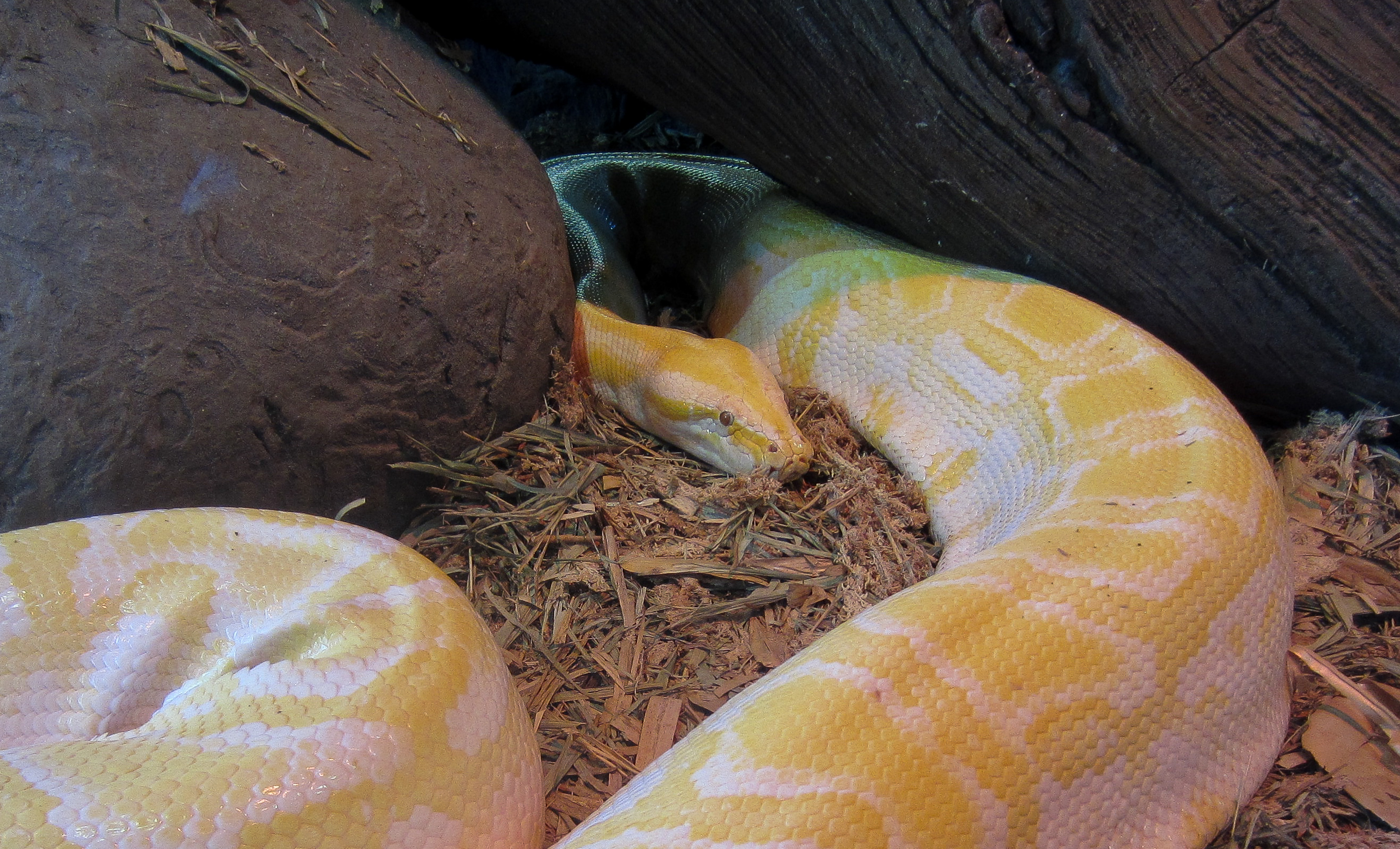 Amelanistic Reticulated Python
