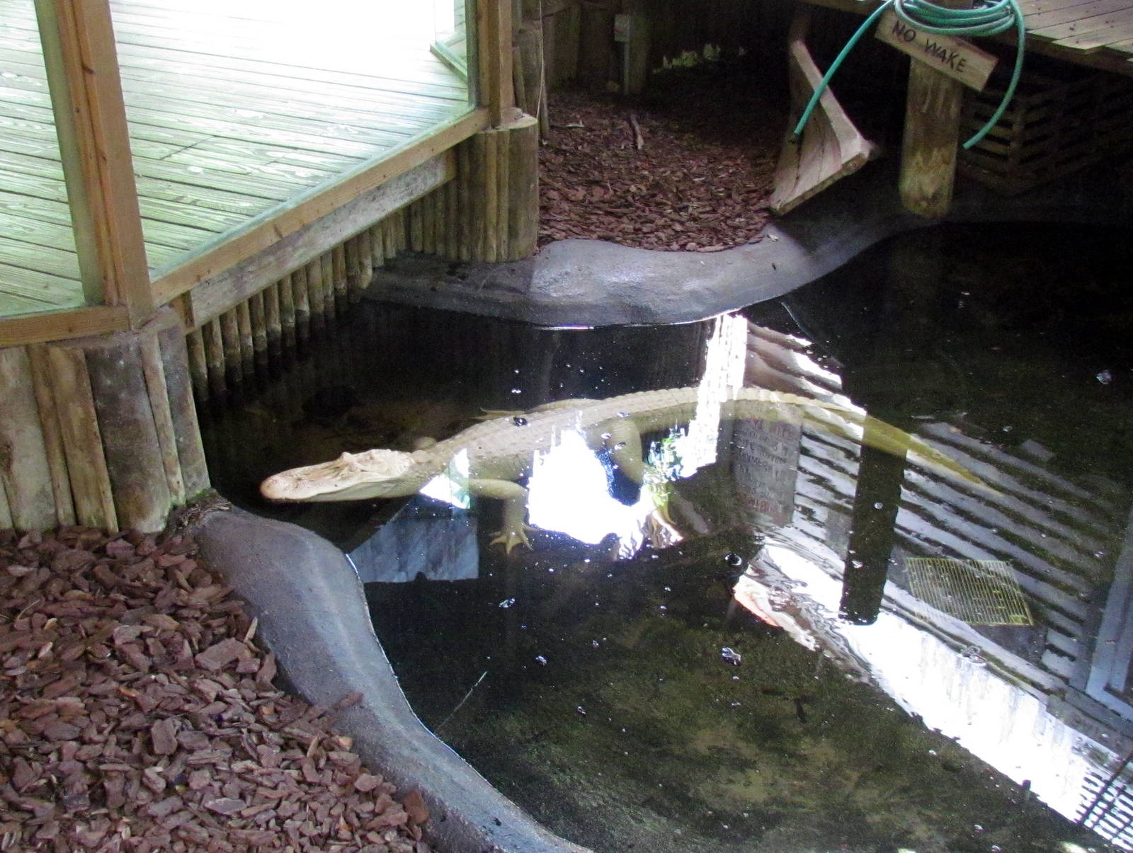 Amenlanistic American Alligator