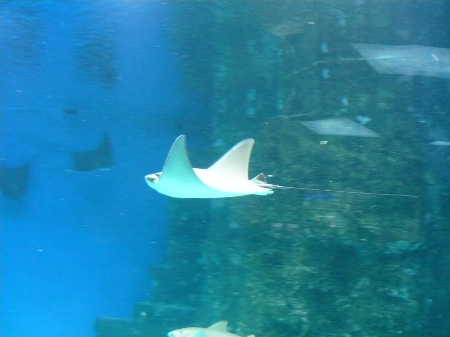 Amercan cownose ray