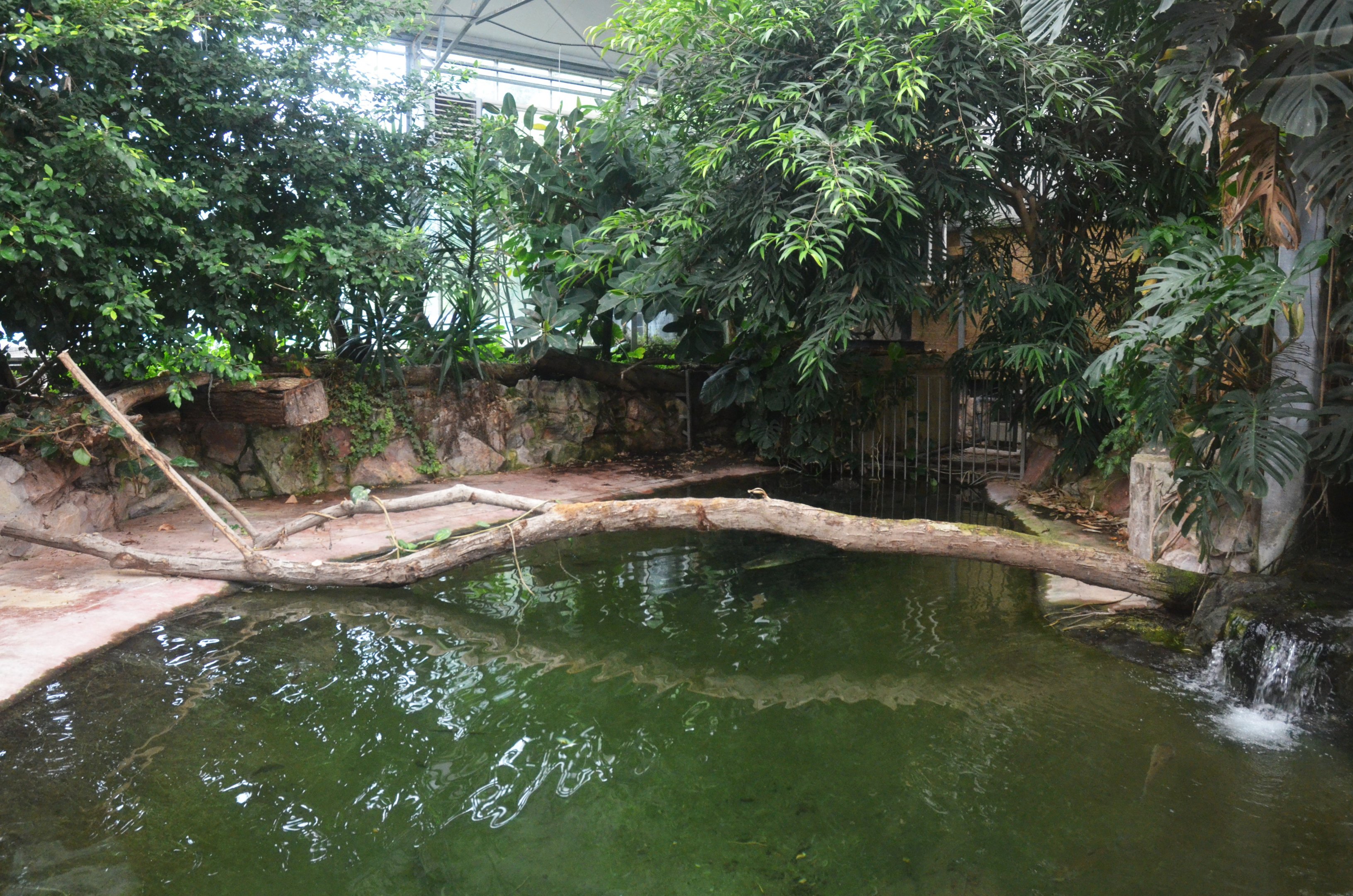 Amerian Alligator Enclosure at CERZA, 10/06/18