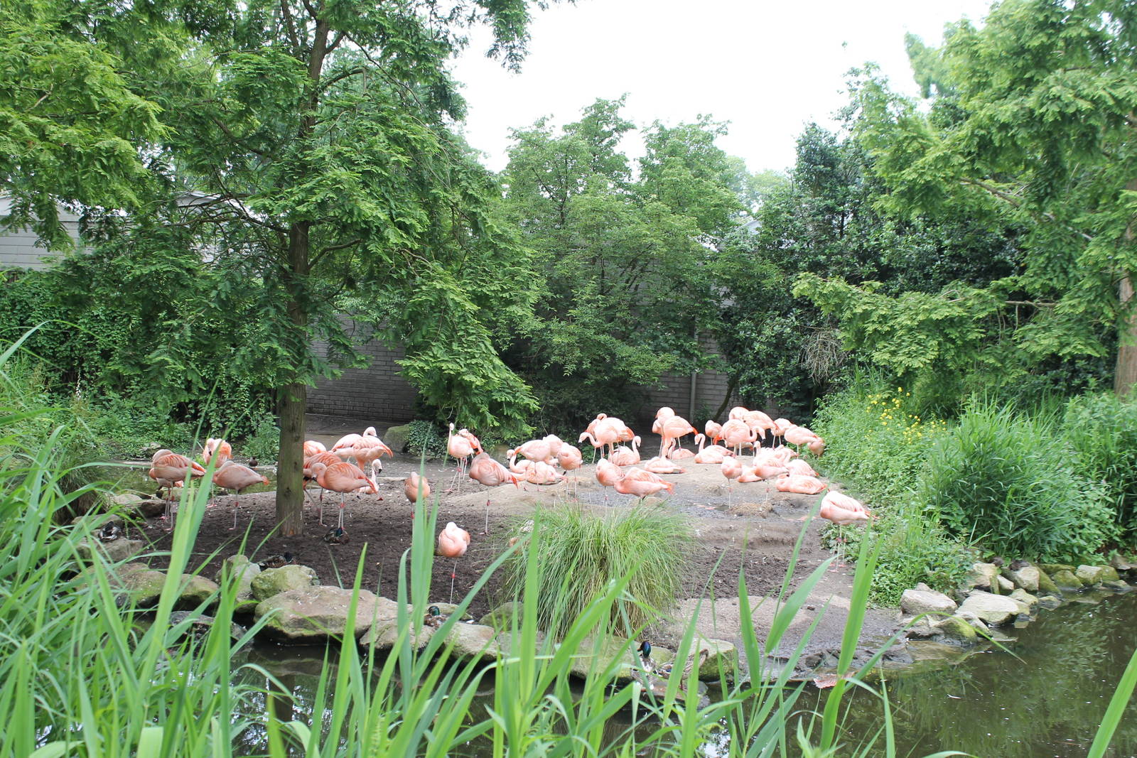 America - Chilean flamingo enclosure