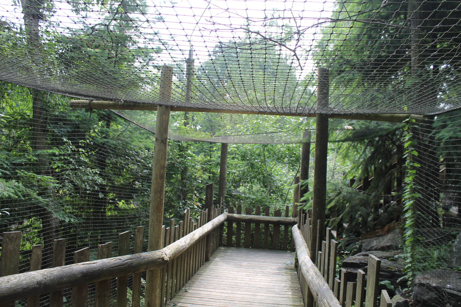 America - Great grey owl aviary