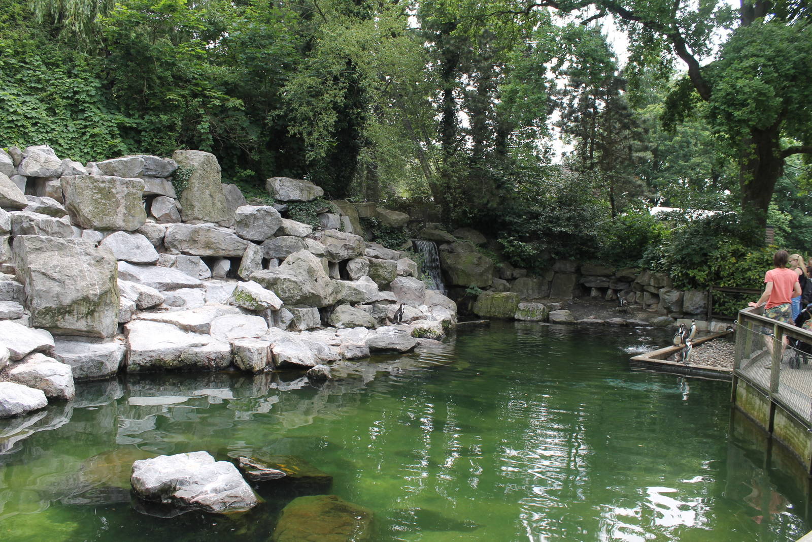 America - Humboldt penguin; basin