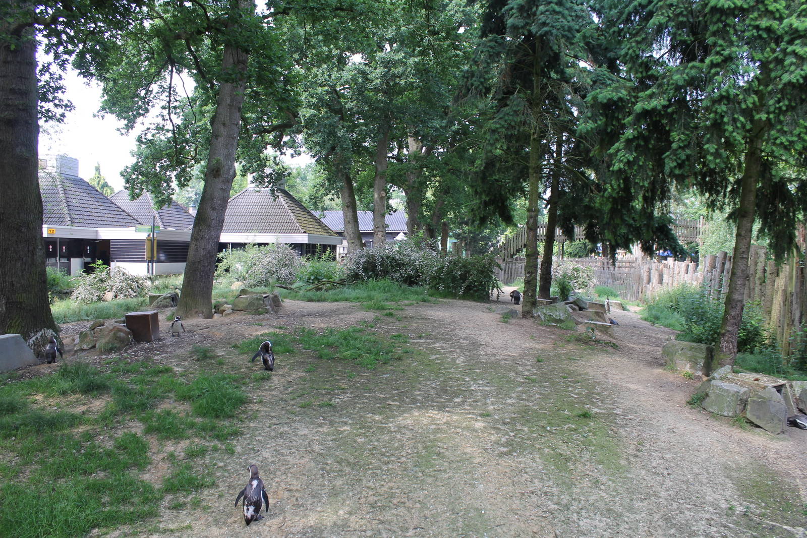 America - Humboldt penguin; land part of the enclosure