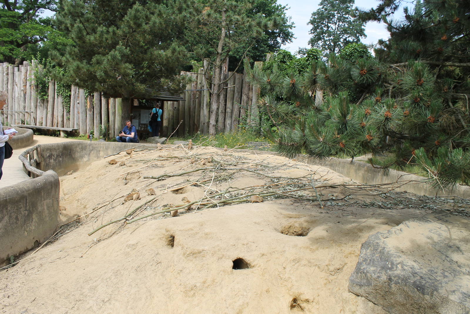 America - Prairiedog enclosure