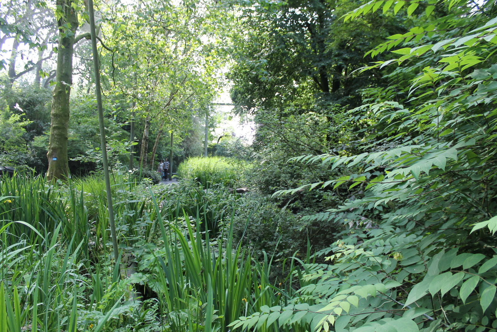America - South-American free-flight aviary 2