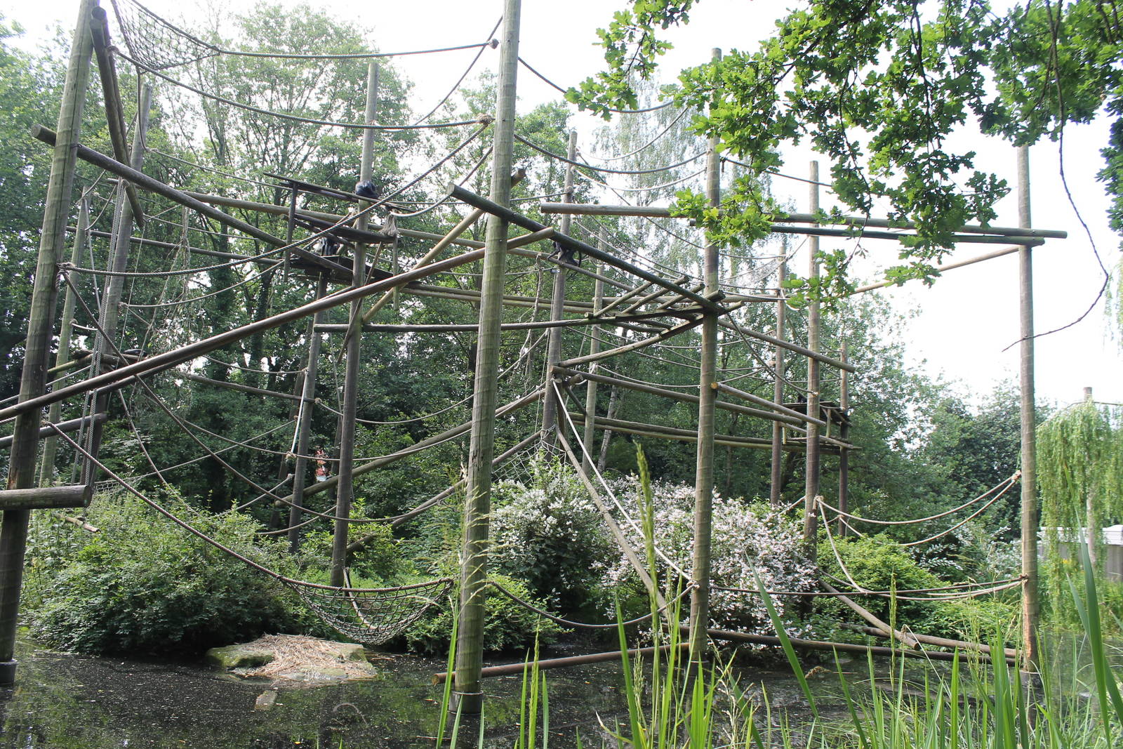 America - Spider monkey island