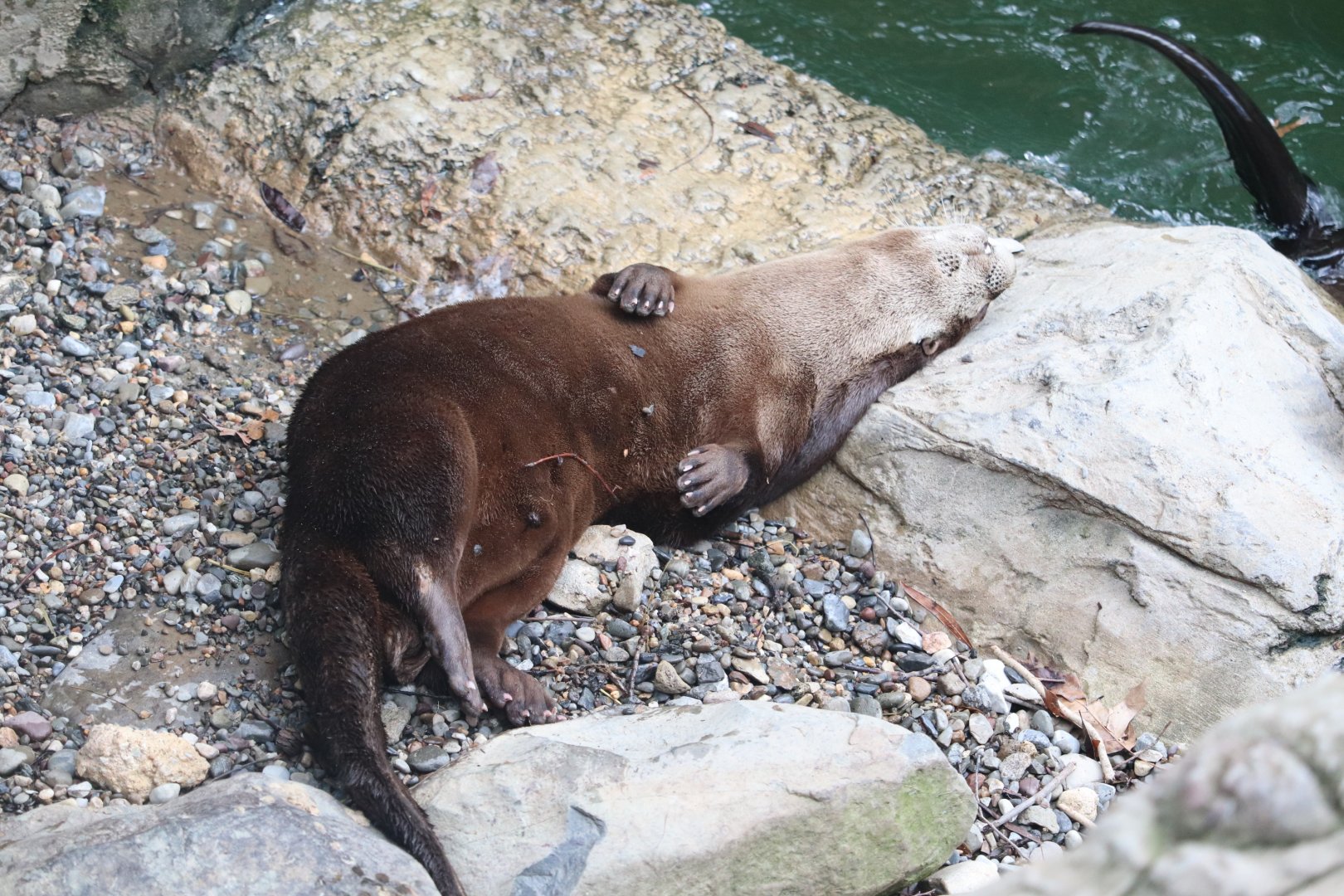 America Trail - North American River Otter