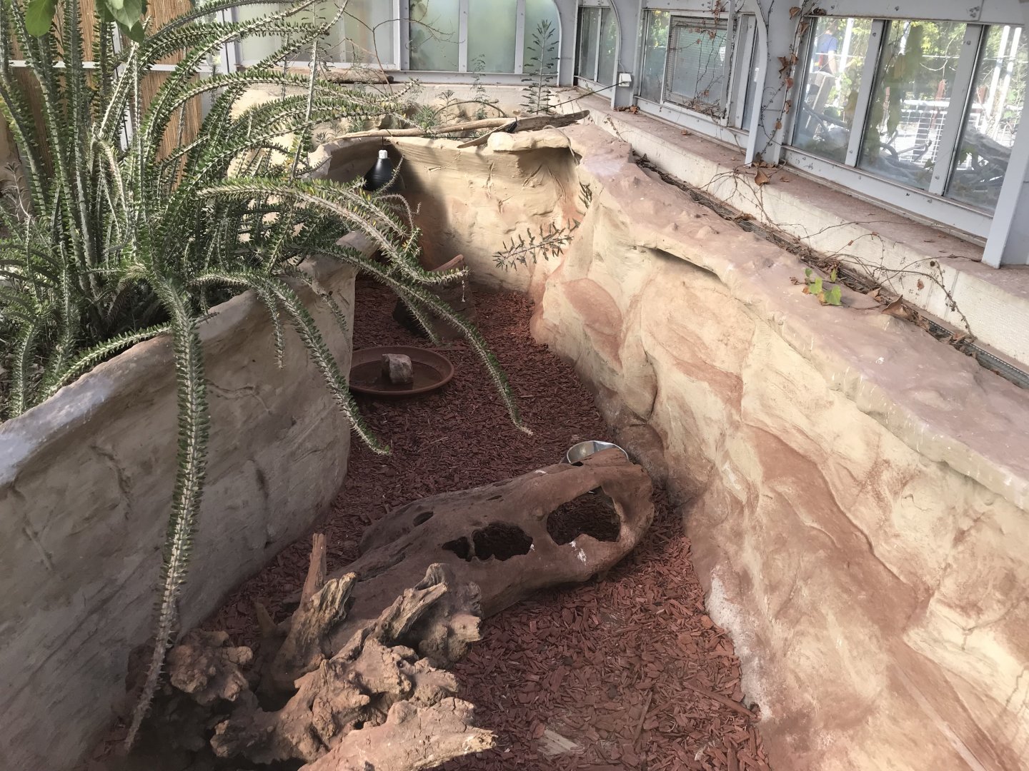 America Tropicana - Big hairy armadillo enclosure 171018
