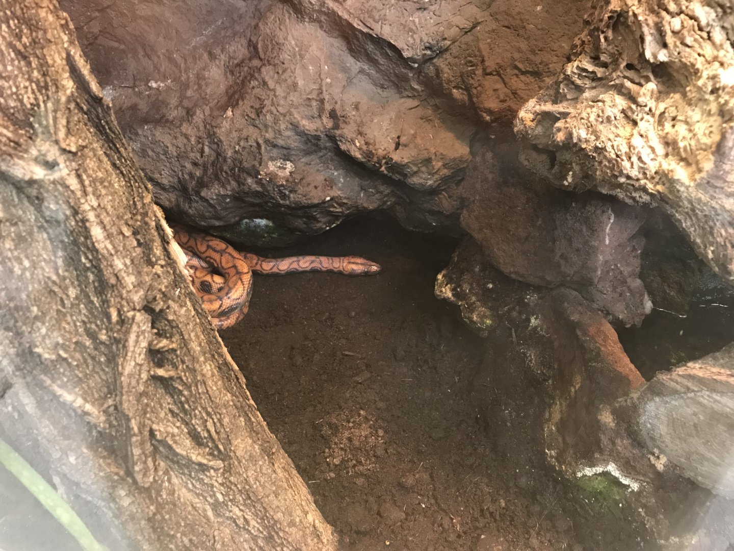 America Tropicana - Brazilian rainbow boa (Epicrates cenchria cenchria) 171018