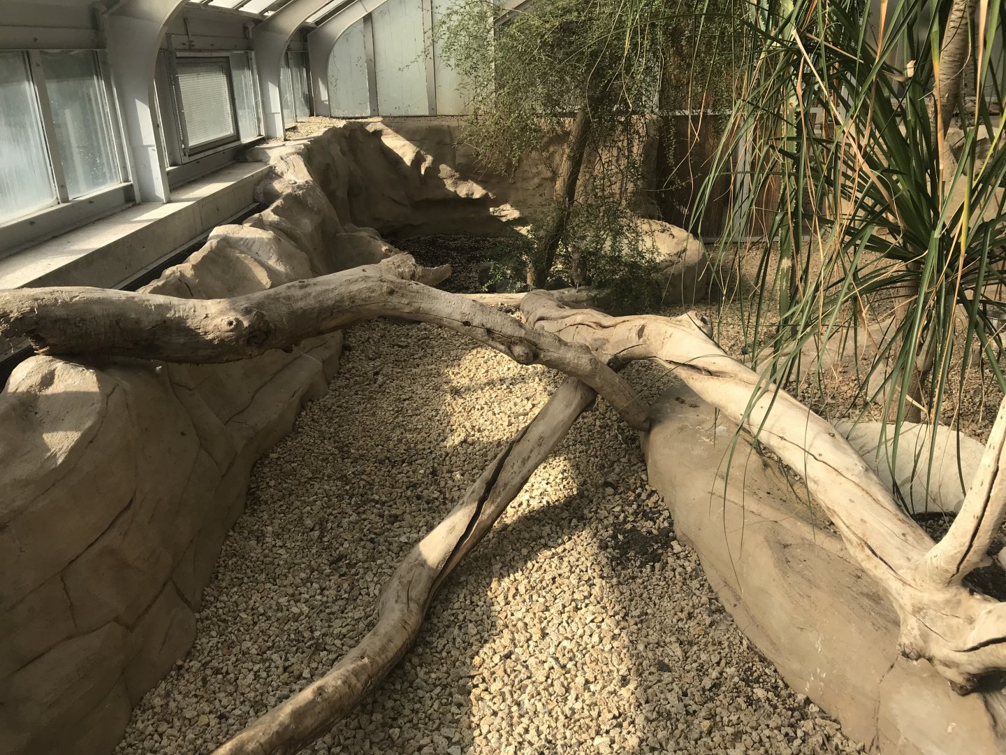 America Tropicana - Burrowing owl exhibit 171018