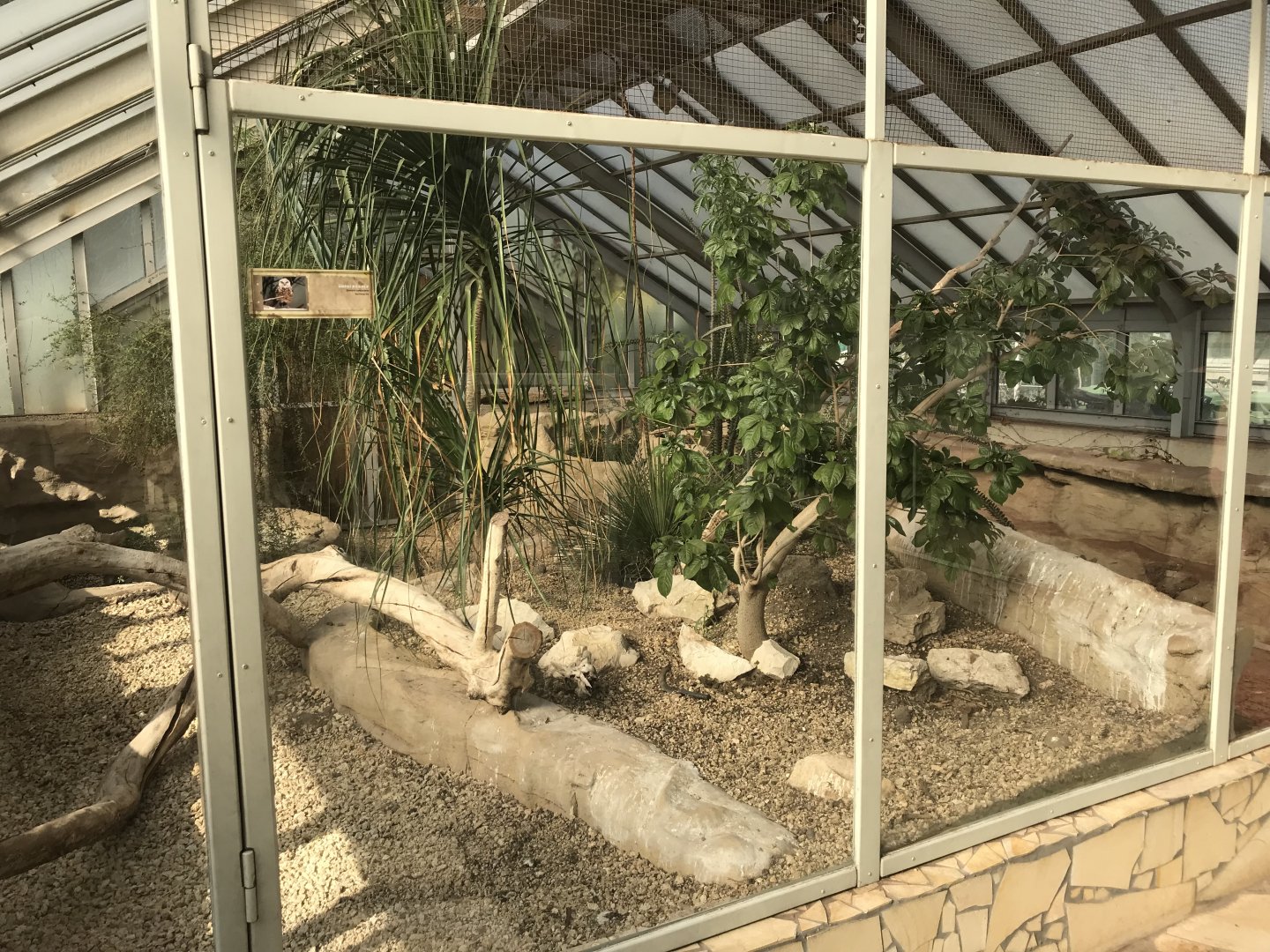 America Tropicana - Burrowing owl exhibit 171018