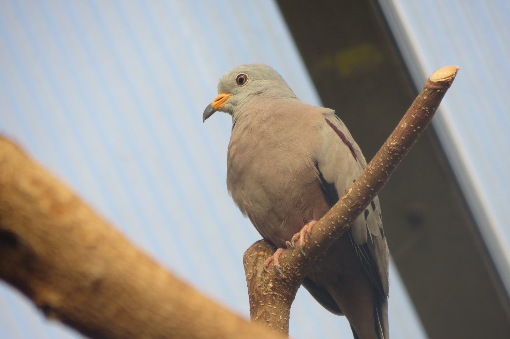 America Tropicana - Croaking ground dove 171018