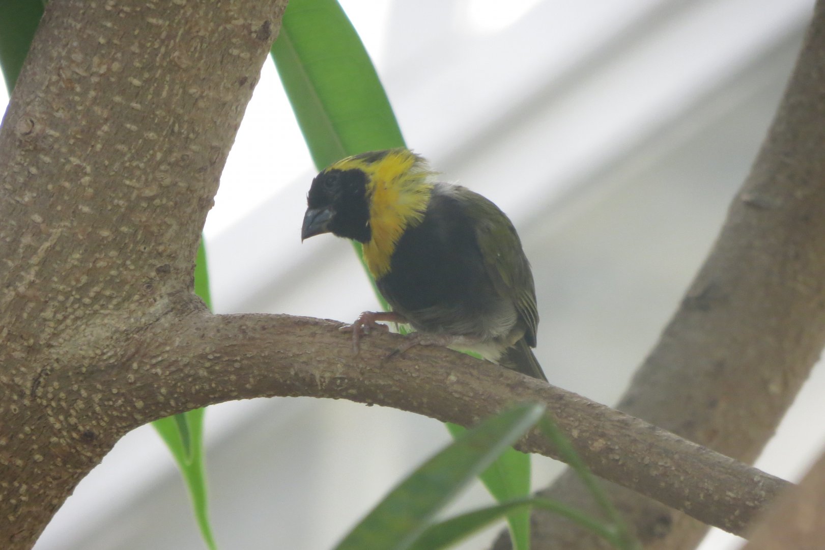 America Tropicana - Cuban grassquit 171018
