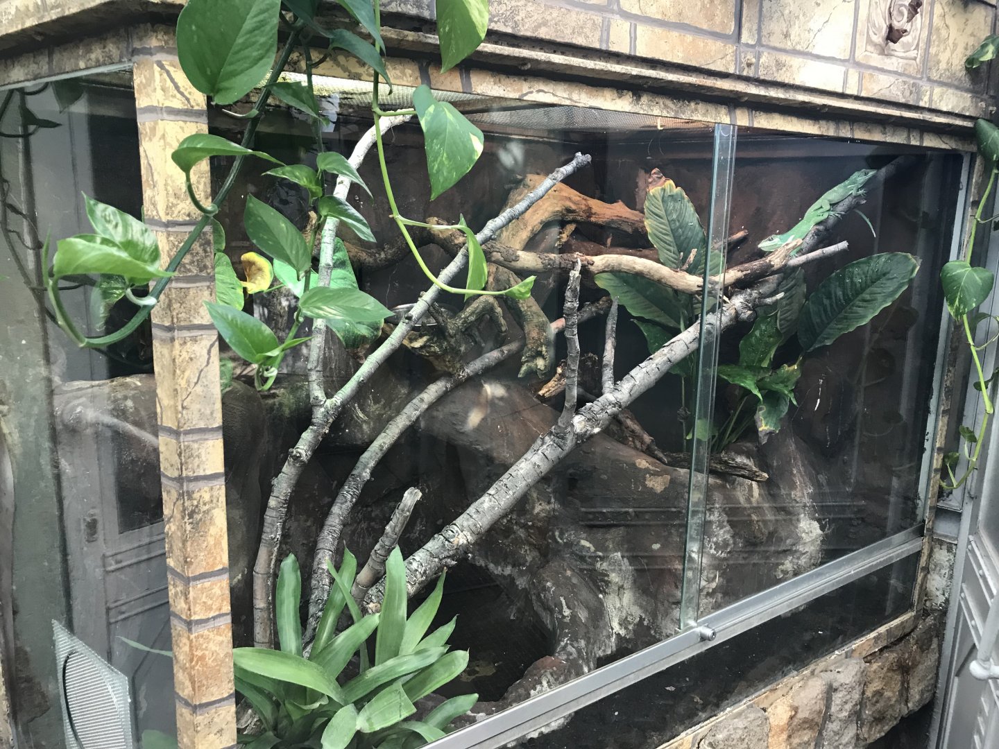 America Tropicana - Cuban knight anole exhibit 171018