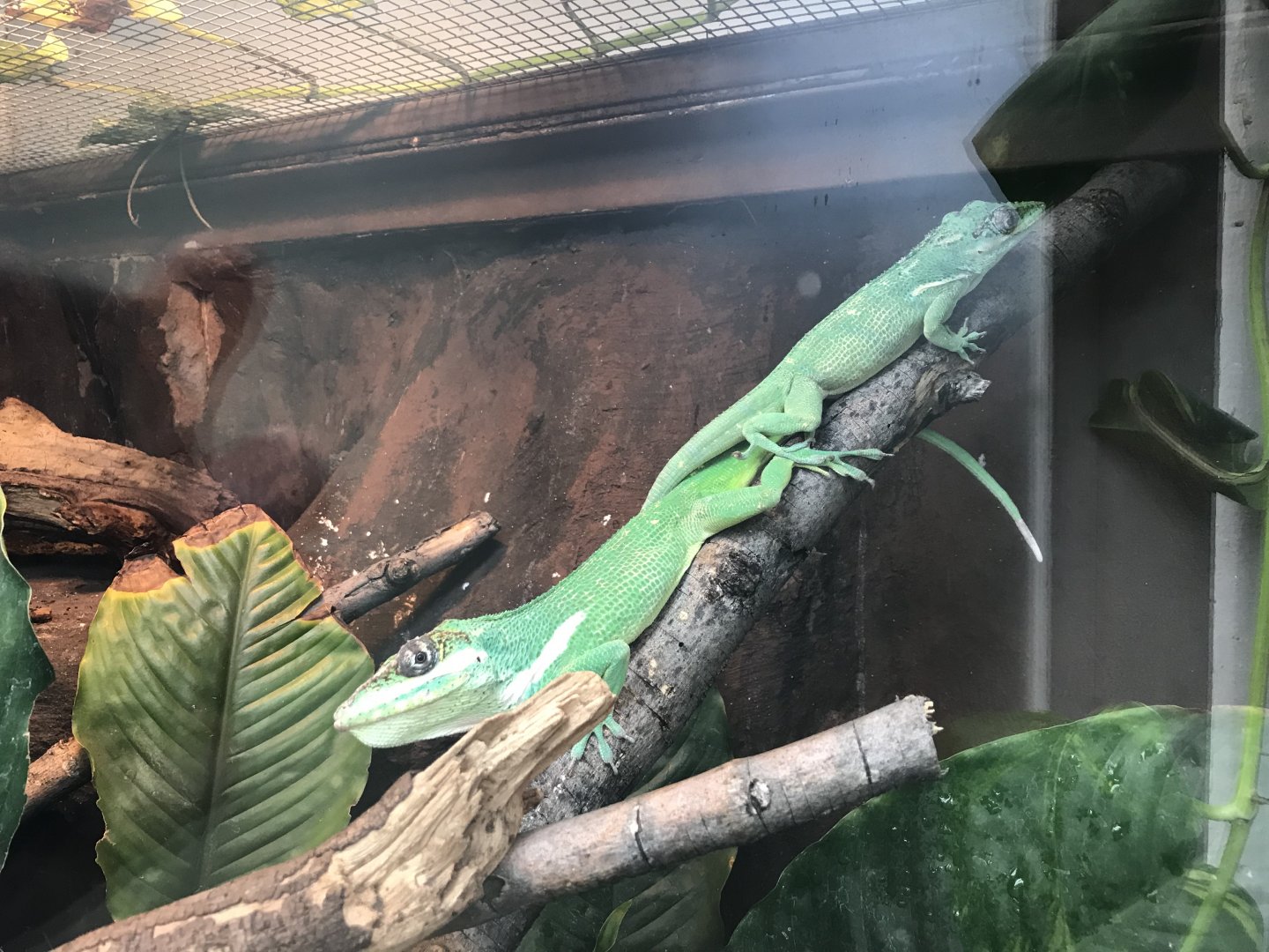 America Tropicana - Cuban knight anoles 171018