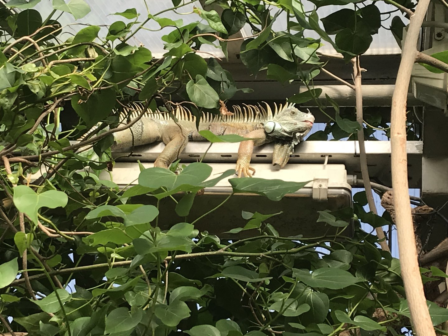 America Tropicana - Free-roaming Green iguana 171018