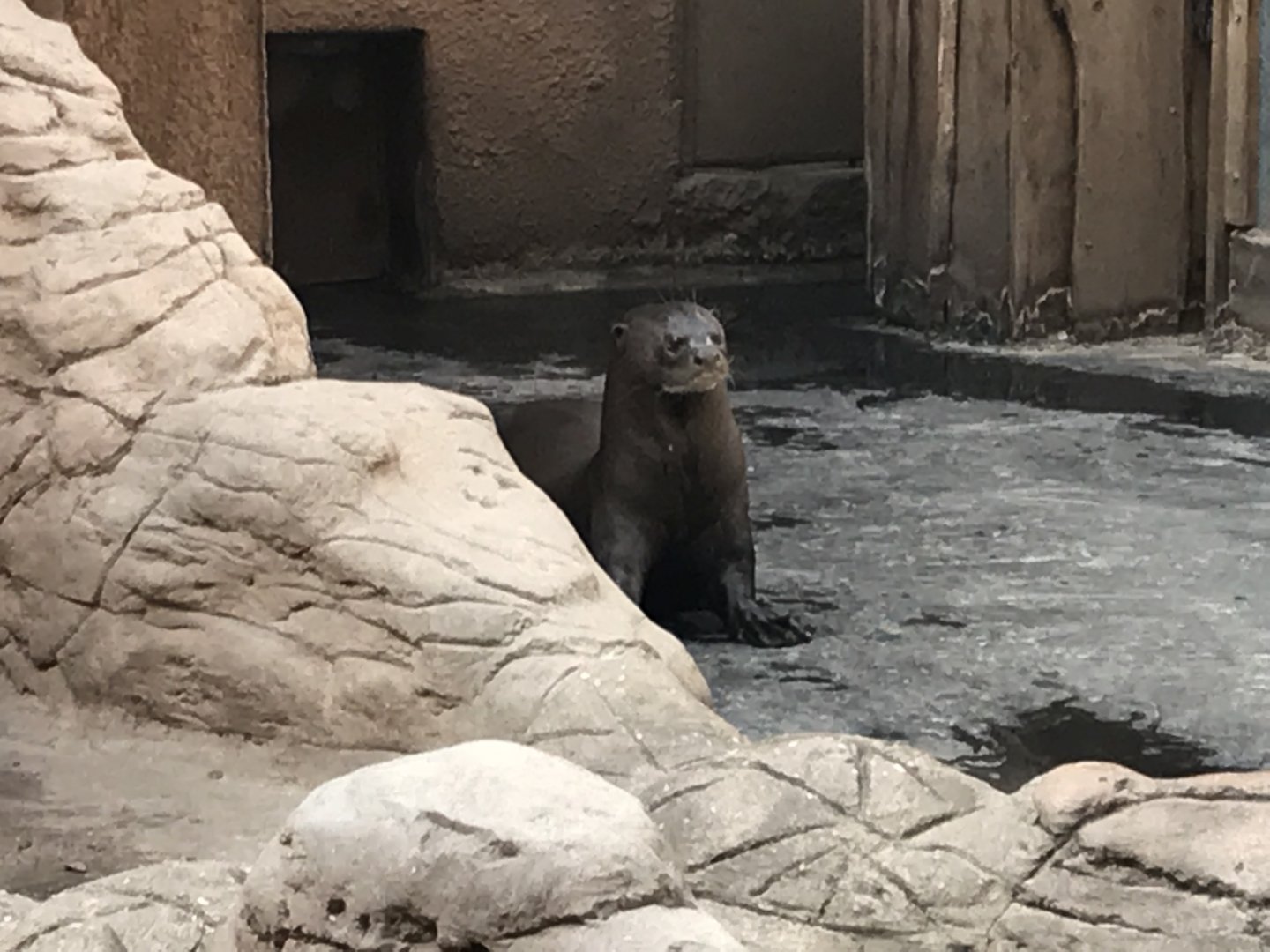 America Tropicana - Giant otter 171018