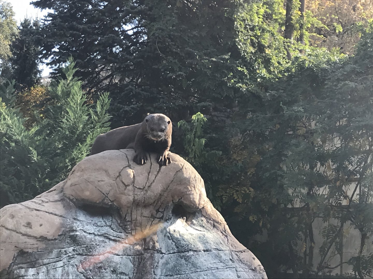 America Tropicana - Giant otter 171018