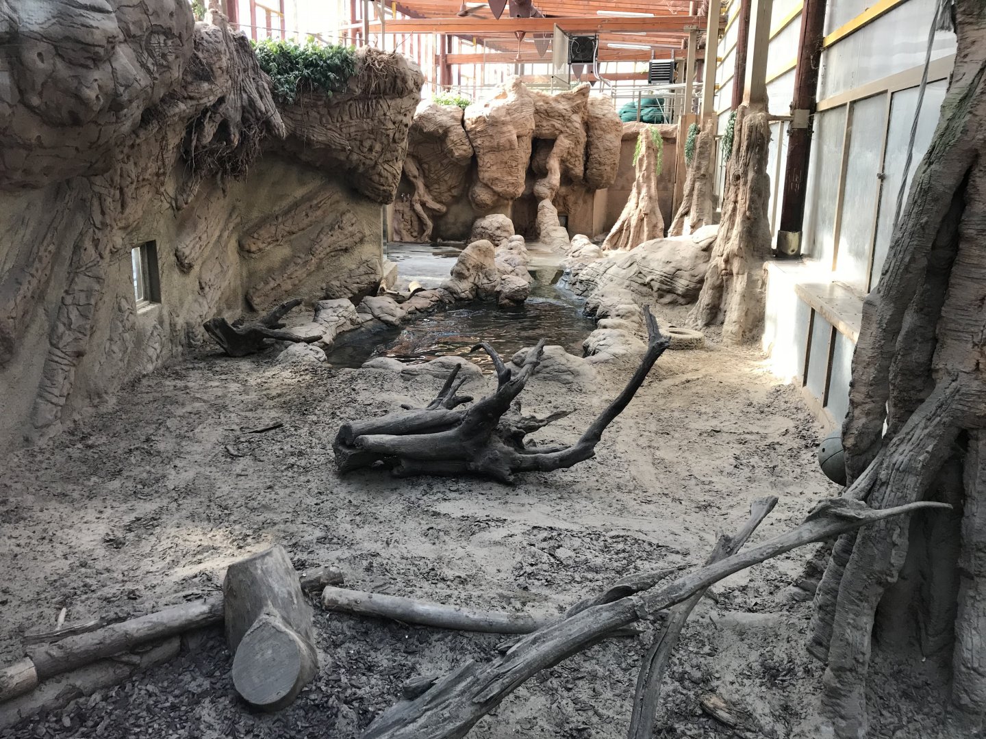 America Tropicana - Giant otter indoors 171018