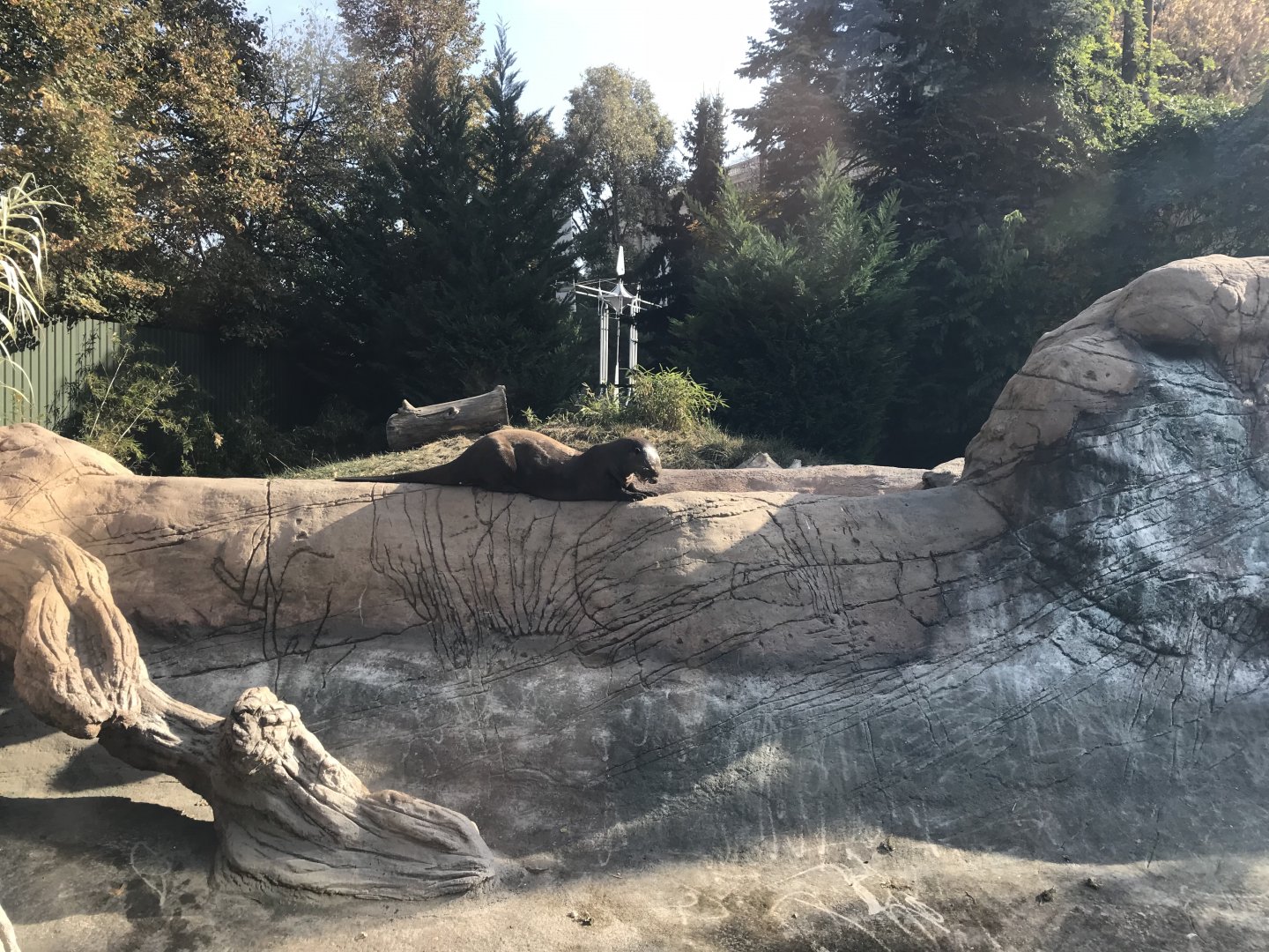 America Tropicana - Giant otter outdoors 171018