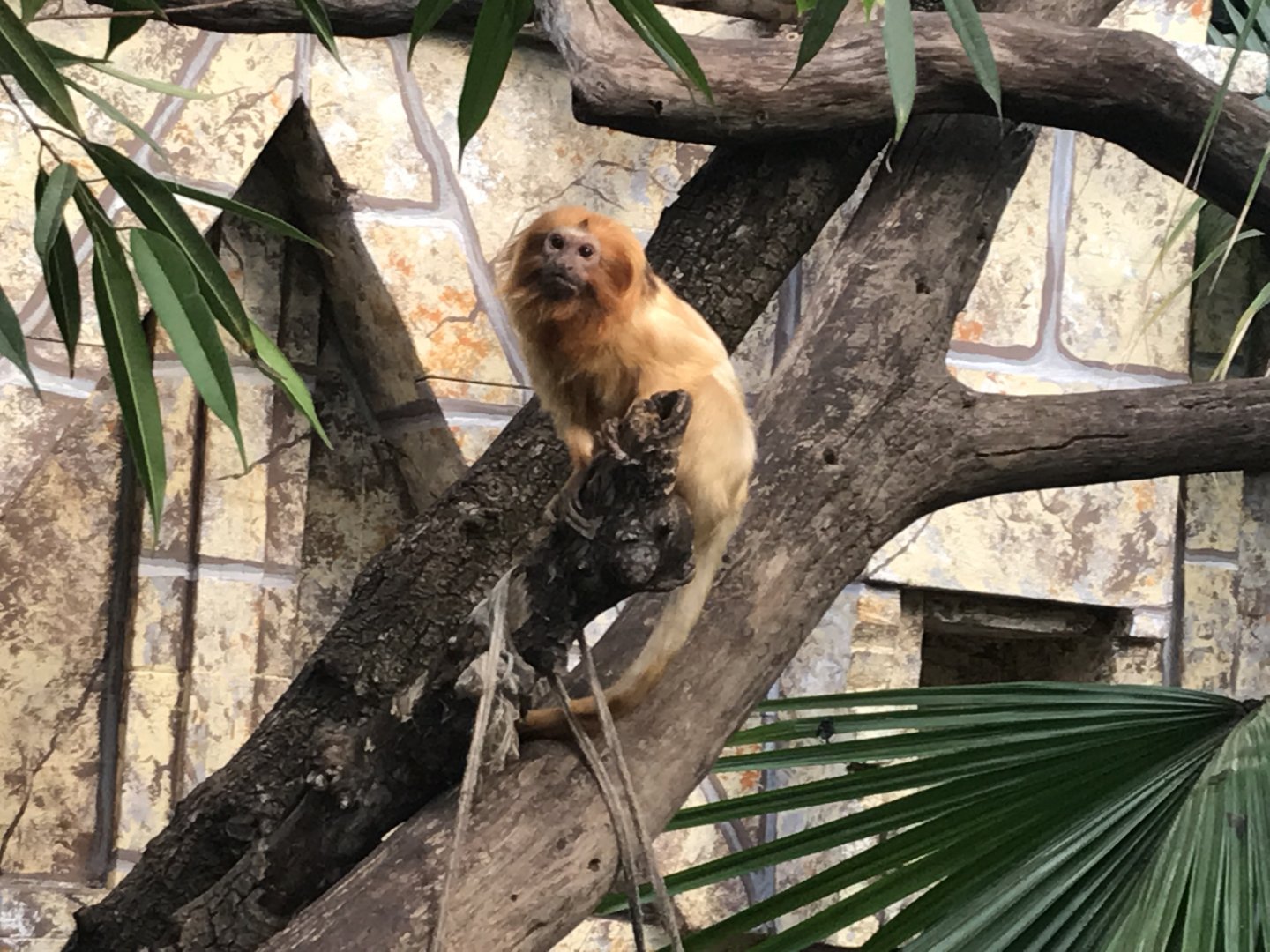 America Tropicana - Golden Lion Tamarin 171018