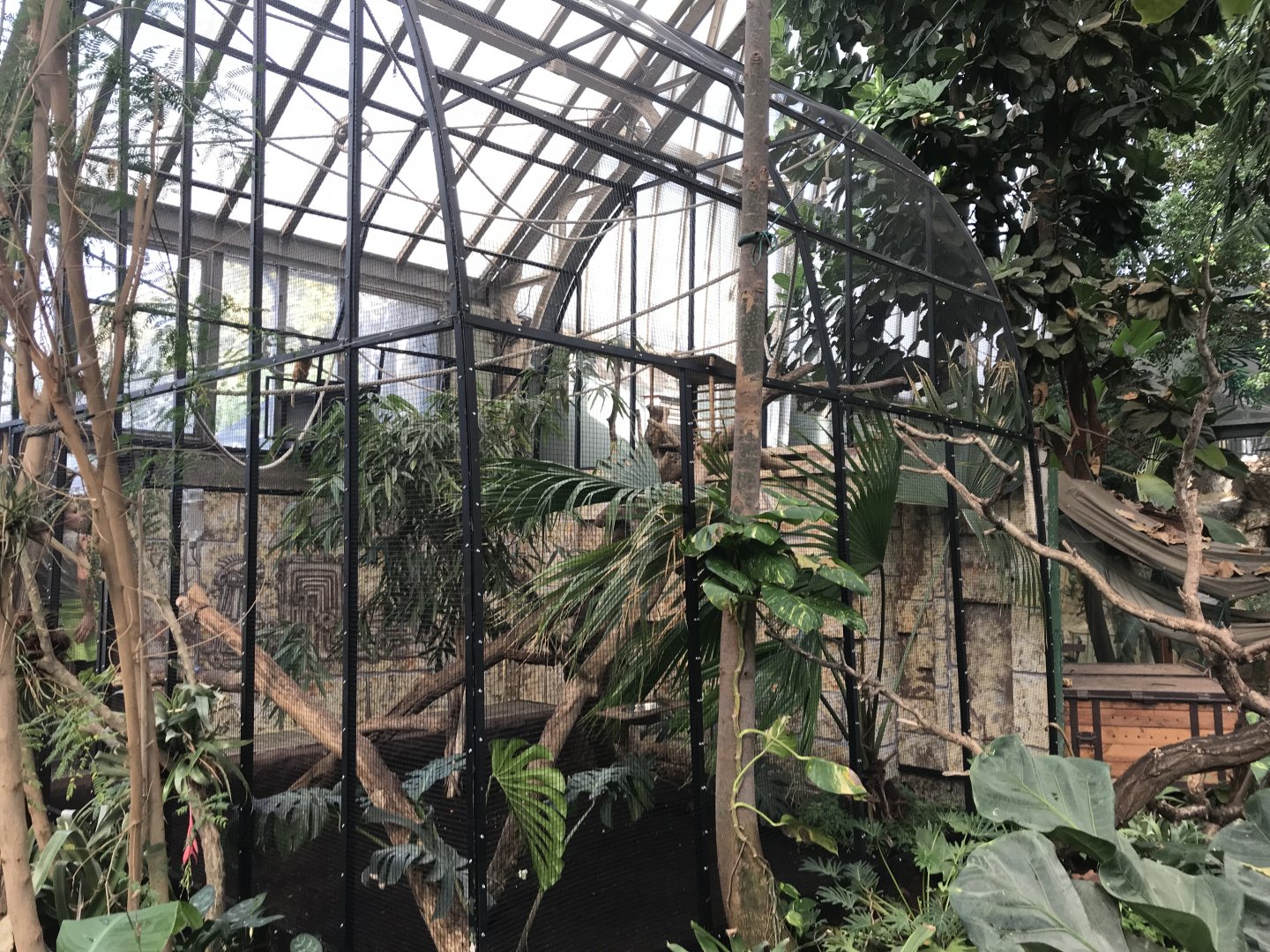 America Tropicana - Golden Lion Tamarin exhibit 171018