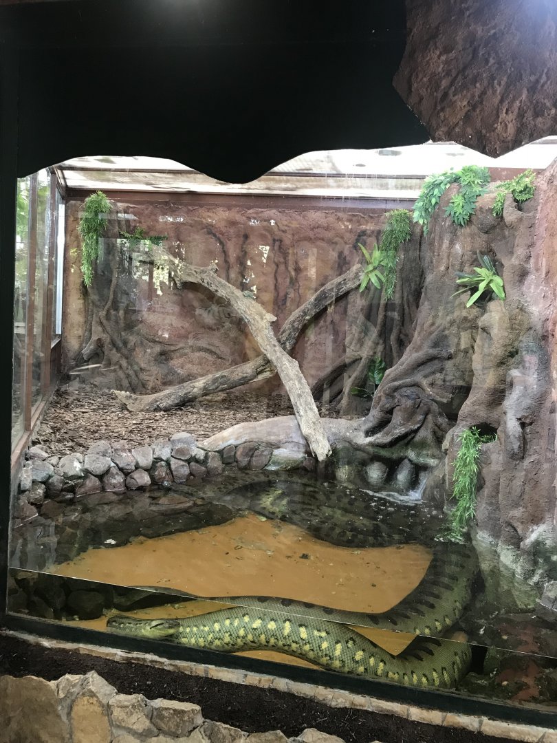 America Tropicana - Green anaconda exhibit 171018