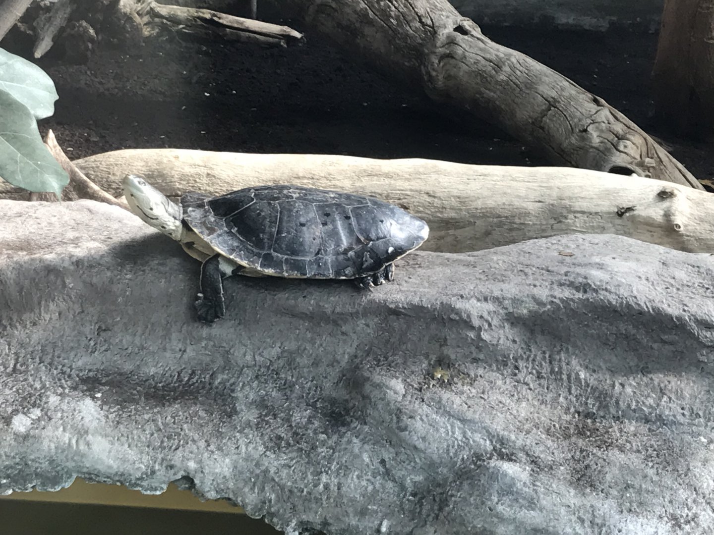America Tropicana - Hilaire's side-necked turtle 171018