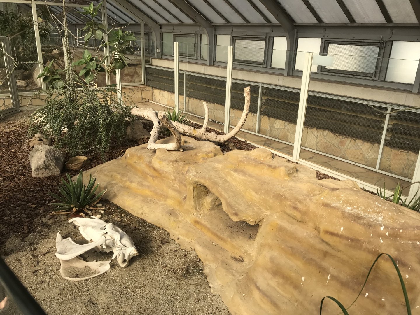 America Tropicana - open top lizard exhibit 171018