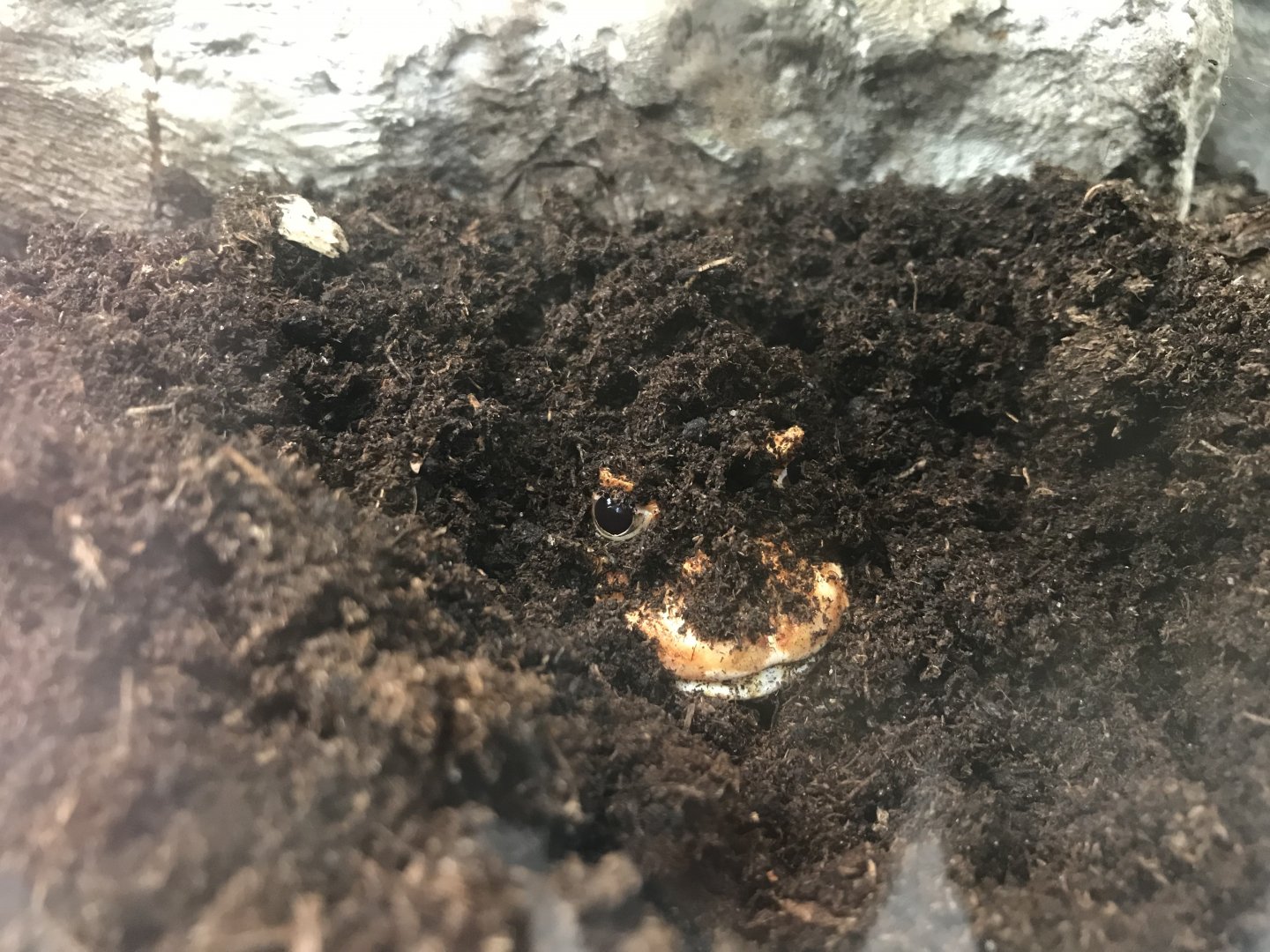 America Tropicana - Ornate horned frog 171018