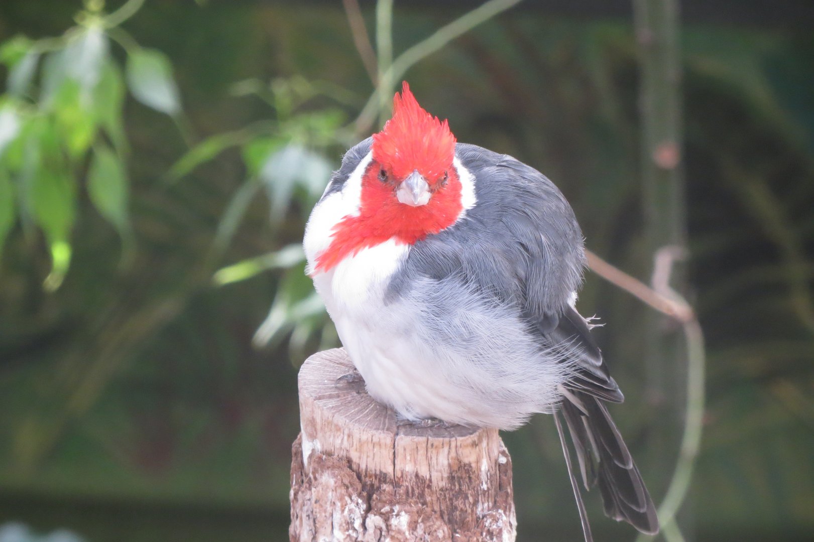 America Tropicana - Red-crested cardinal 171018