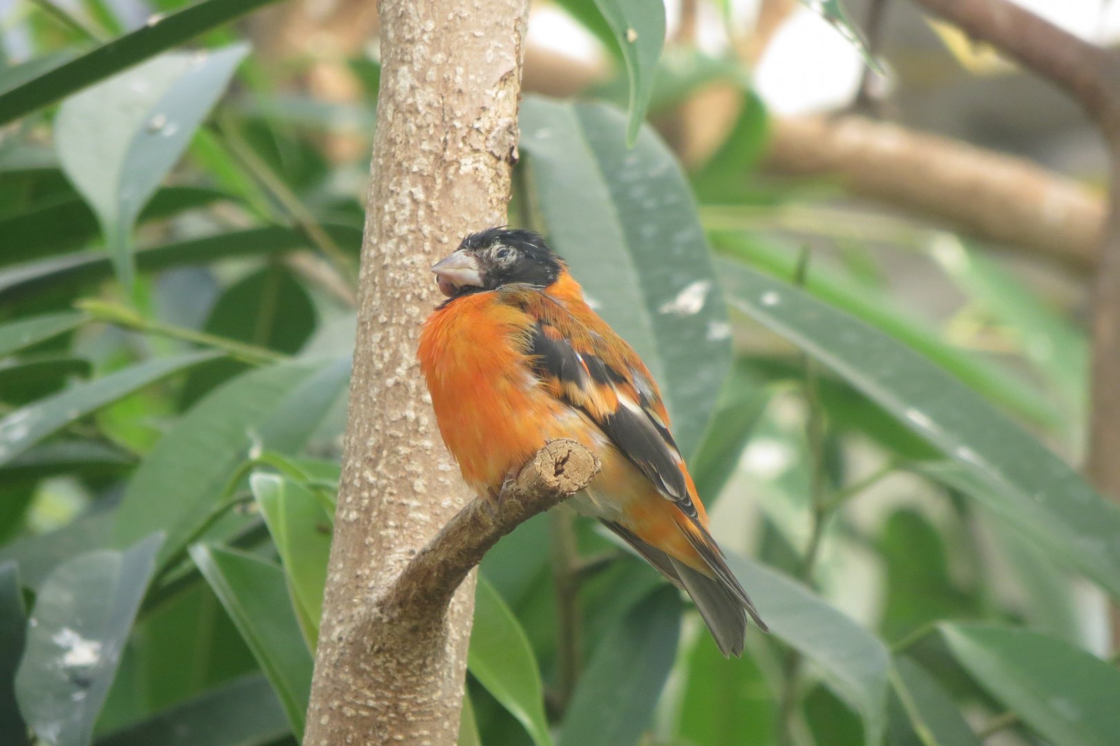 America Tropicana - Red siskin  171018