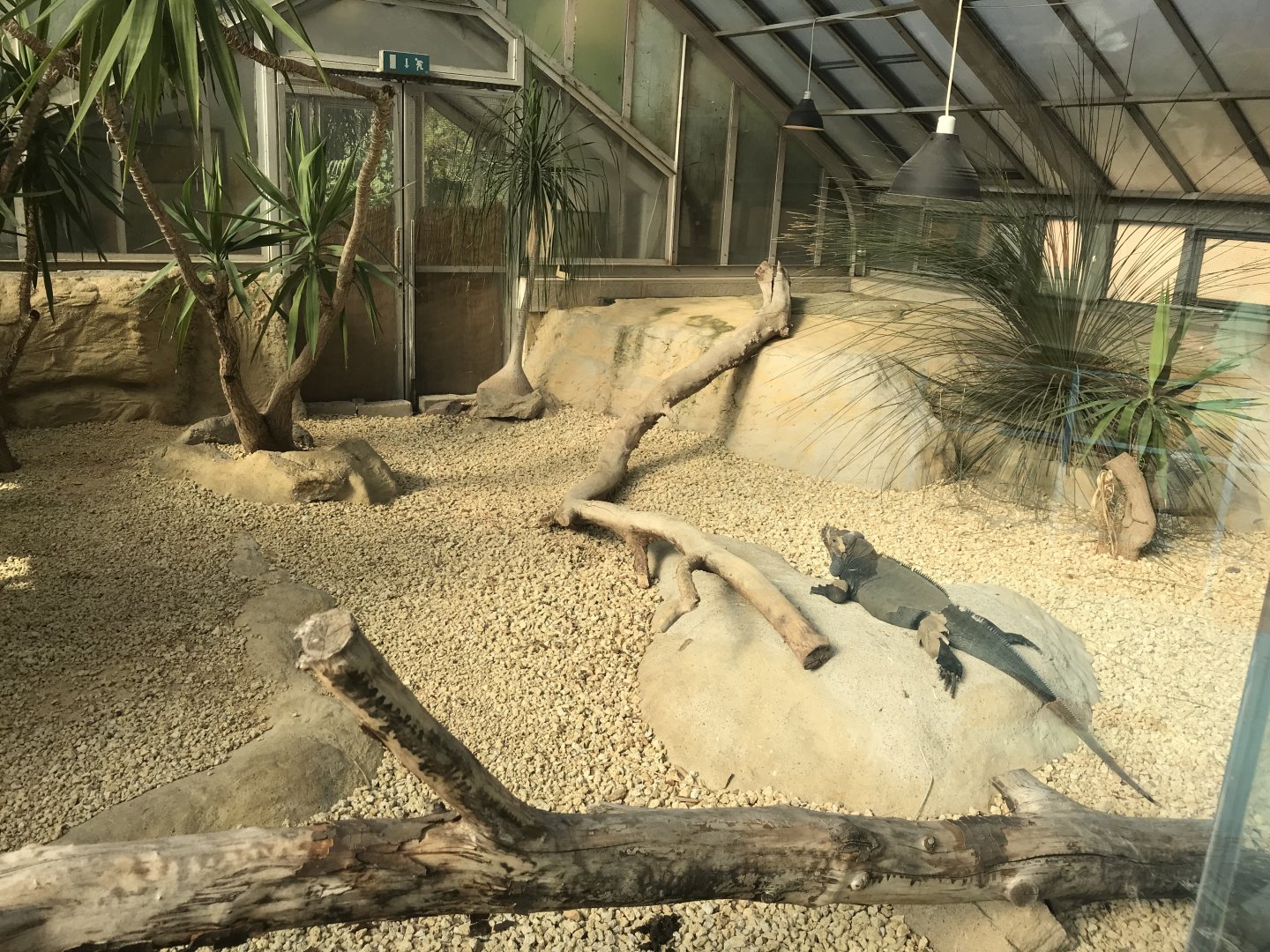 America Tropicana - Rhinoceros iguana exhibit 171018