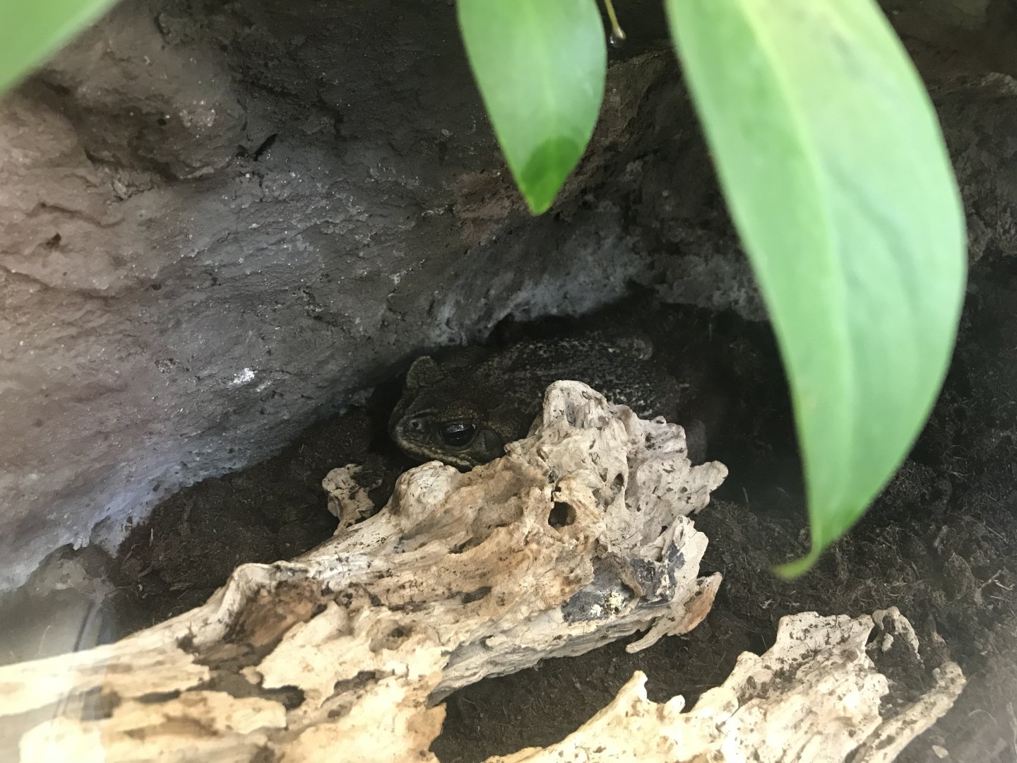 America Tropicana - Rococo toad 171018