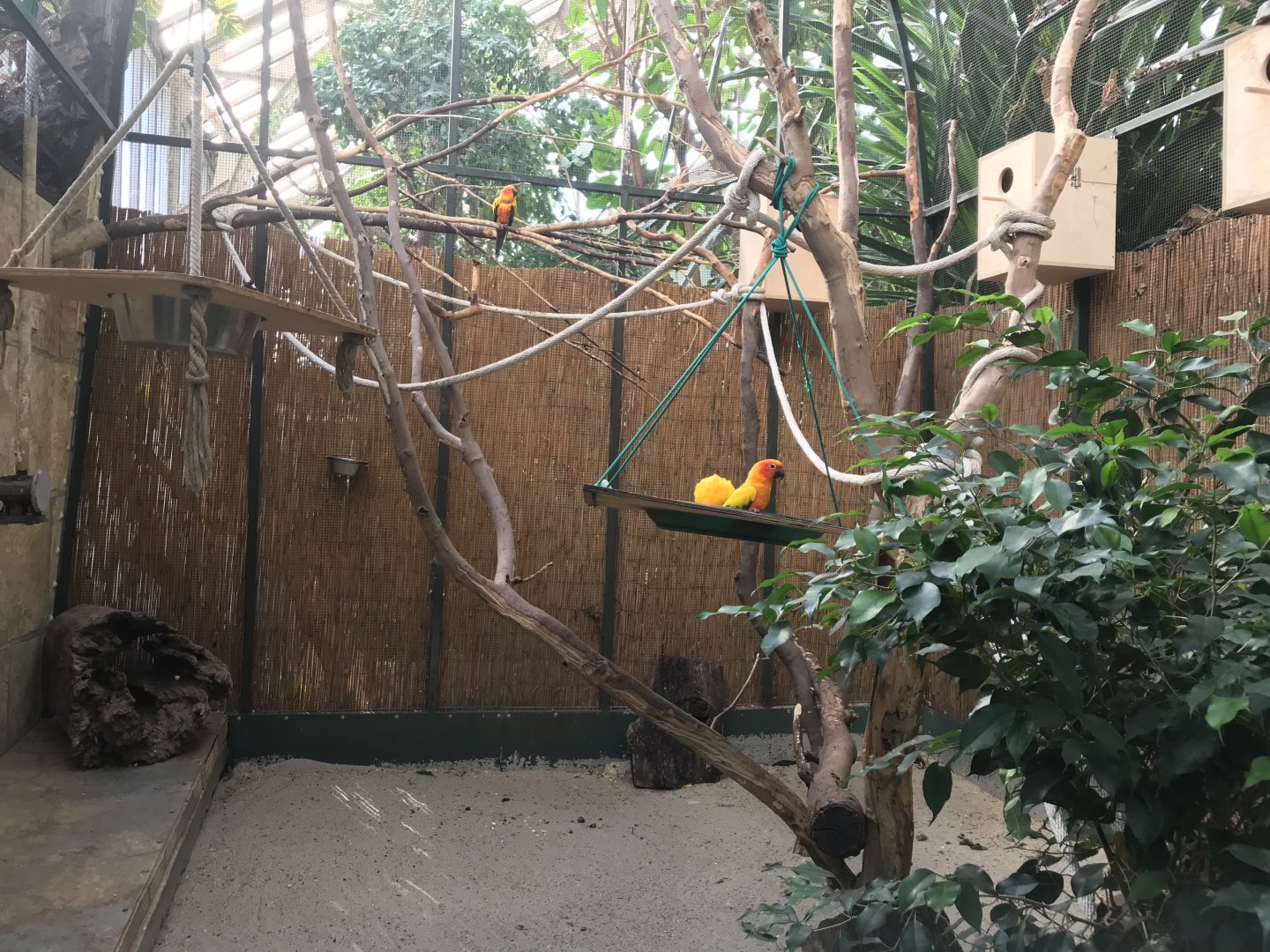 America Tropicana - Sun conure exhibit 171018